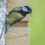 Didžioji zylė - Parus major | Fotografas Gintautas Steiblys