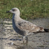 Sidabrinis kiras - Larus argentatus, juv. | Fotografas Gintautas Steiblys