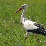 Baltasis gandras - Ciconia ciconia | Fotografas Gintautas Steiblys