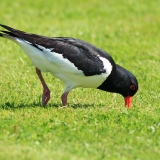 Paprastoji jūršarkė - Haematopus ostralegus | Fotografas Gintautas Steiblys