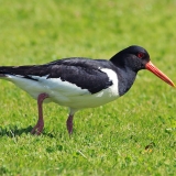 Paprastoji jūršarkė - Haematopus ostralegus | Fotografas Gintautas Steiblys