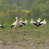 Baltieji gandrai - Ciconia ciconia | Fotografas Gintautas Steiblys
