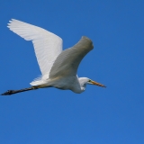 Didysis baltasis garnys - Ardea alba | Fotografas Gintautas Steiblys