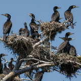 Didieji kormoranai - Phalacrocorax carbo | Fotografas Gintautas Steiblys