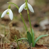 Baltoji snieguolė - Galanthus nivalis | Fotografas Gintautas Steiblys
