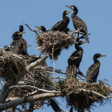 Didieji kormoranai - Phalacrocorax carbo | Fotografas Gintautas Steiblys