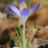 Pavasarinis krokas - Crocus vernus | Fotografas Gintautas Steiblys