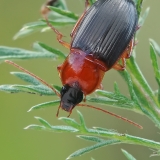 Raudonkrūtinis šukažygis - Calathus melanocephalus | Fotografas Gintautas Steiblys