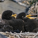 Didysis kormoranas - Phalacrocorax carbo, juv. | Fotografas Gintautas Steiblys