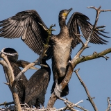 Didysis kormoranas - Phalacrocorax carbo | Fotografas Gintautas Steiblys