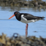 Paprastoji jūršarkė - Haematopus ostralegus | Fotografas Gintautas Steiblys