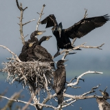 Didysis kormoranas - Phalacrocorax carbo | Fotografas Gintautas Steiblys