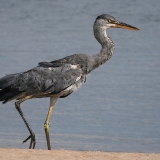 Pilkasis garnys - Ardea cinerea | Fotografas Gintautas Steiblys