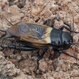 Dvidėmis svirplys - Gryllus bimaculatus ♂ | Fotografas Gintautas Steiblys
