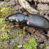 Žygis - Broscus nobilis | Fotografas Gintautas Steiblys