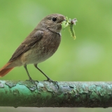 Paprastoji raudonuodegė - Phoenicurus phoenicurus ♀ | Fotografas Gintautas Steiblys