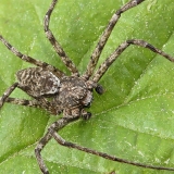 Kamieninis vikrūnas - Philodromus margaritatus | Fotografas Gintautas Steiblys