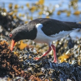 Paprastoji jūršarkė - Haematopus ostralegus | Fotografas Gintautas Steiblys
