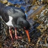 Paprastoji jūršarkė - Haematopus ostralegus | Fotografas Gintautas Steiblys
