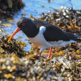 Paprastoji jūršarkė - Haematopus ostralegus | Fotografas Gintautas Steiblys