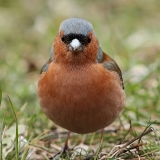 Paprastasis kikilis - Fringilla coelebs ♂ | Fotografas Gintautas Steiblys