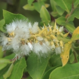 Paprastoji blindė - Salix caprea | Fotografas Gintautas Steiblys
