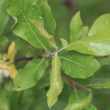 Paprastoji blindė - Salix caprea | Fotografas Gintautas Steiblys