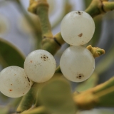 Paprastasis amalas - Viscum album | Fotografas Gintautas Steiblys