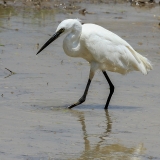 Mažasis baltasis garnys - Egretta garzetta | Fotografas Gintautas Steiblys
