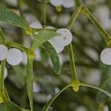 Paprastasis amalas - Viscum album | Fotografas Gintautas Steiblys