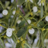 Paprastasis amalas - Viscum album | Fotografas Gintautas Steiblys