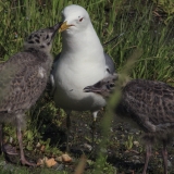 Paprastasis kiras - Larus canus | Fotografas Gintautas Steiblys