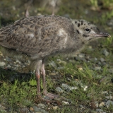 Paprastasis kiras - Larus canus, juv. | Fotografas Gintautas Steiblys