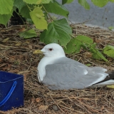 Paprastasis kiras - Larus canus | Fotografas Gintautas Steiblys