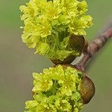 Paprastasis klevas - Acer platanoides | Fotografas Gintautas Steiblys