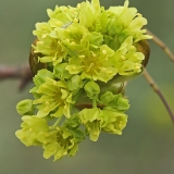 Paprastasis klevas - Acer platanoides | Fotografas Gintautas Steiblys