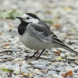 Baltoji kielė - Motacilla alba | Fotografas Gintautas Steiblys