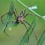 Kamieninis vikrūnas - Philodromus margaritatus ♂ | Fotografas Gintautas Steiblys