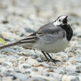 Baltoji kielė - Motacilla alba | Fotografas Gintautas Steiblys