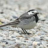Baltoji kielė - Motacilla alba | Fotografas Gintautas Steiblys