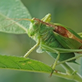 Žiogas giesmininkas - Tettigonia cantans ♂ | Fotografas Gintautas Steiblys