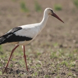 Baltasis gandras - Ciconia ciconia | Fotografas Gintautas Steiblys