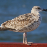 Balnuotasis kiras - Larus marinus, juv. | Fotografas Gintautas Steiblys
