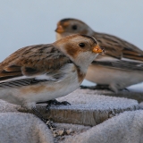 Paprastoji sniegstartė - Plectrophenax nivalis | Fotografas Gintautas Steiblys