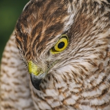 Paprastasis paukštvanagis - Accipiter nisus | Fotografas Gintautas Steiblys