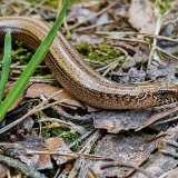 Trapusis gluodenas - Anguis fragilis | Fotografas Gintautas Steiblys