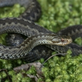 Paprastoji angis - Vipera berus | Fotografas Gintautas Steiblys