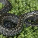 Paprastoji angis - Vipera berus | Fotografas Gintautas Steiblys