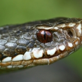 Paprastoji angis - Vipera berus | Fotografas Gintautas Steiblys