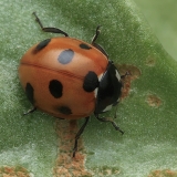 Alžyrinė septyntaškė boružė - Coccinella algerica | Fotografas Gintautas Steiblys